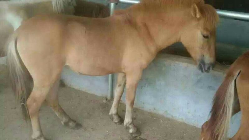 肉马200~300kg