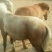 肉马200~300kg