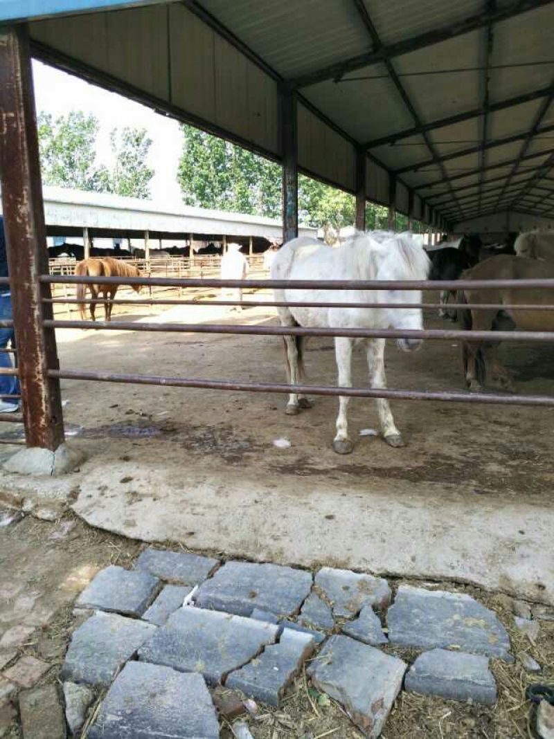 肉马200~300kg