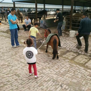 肉马200~300kg
