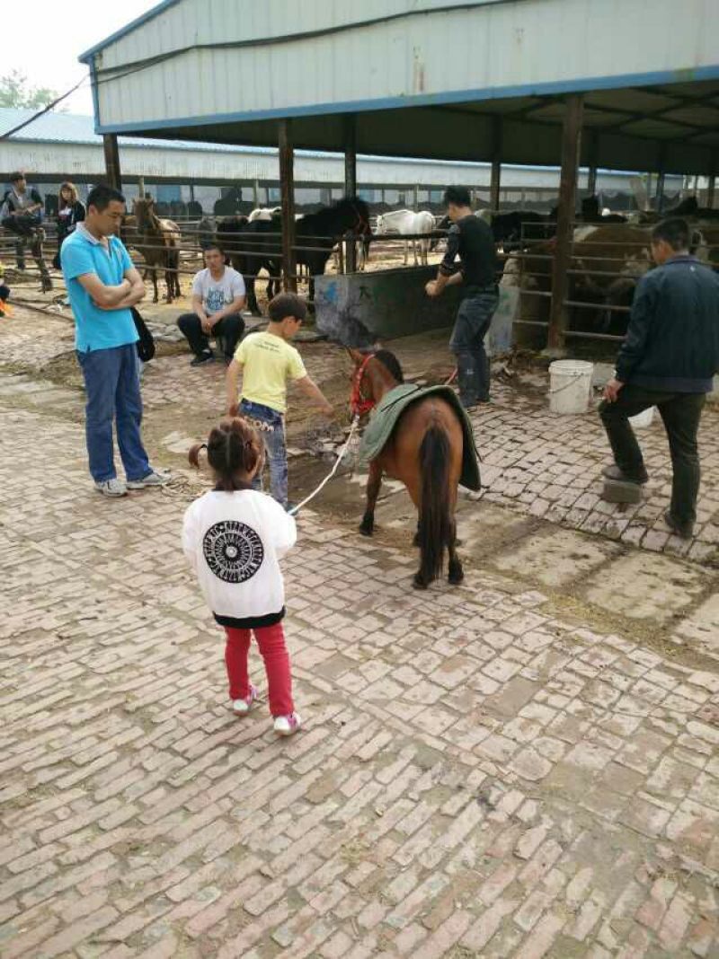 肉马200~300kg