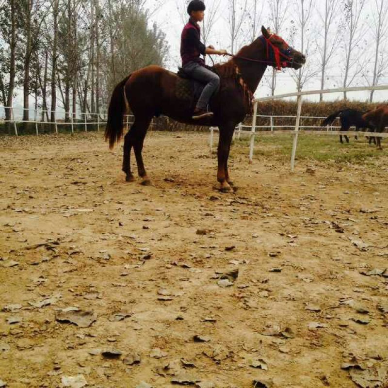 肉马200~300kg