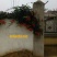 凌霄1~2cm