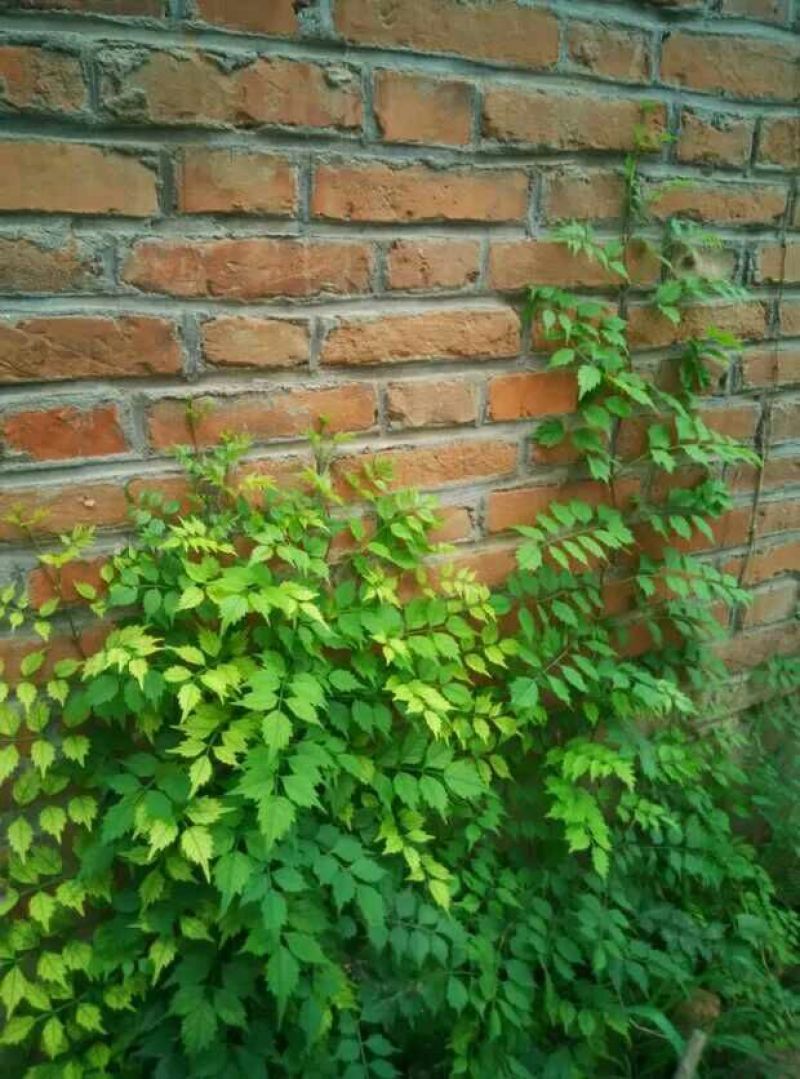 凌霄1~2cm