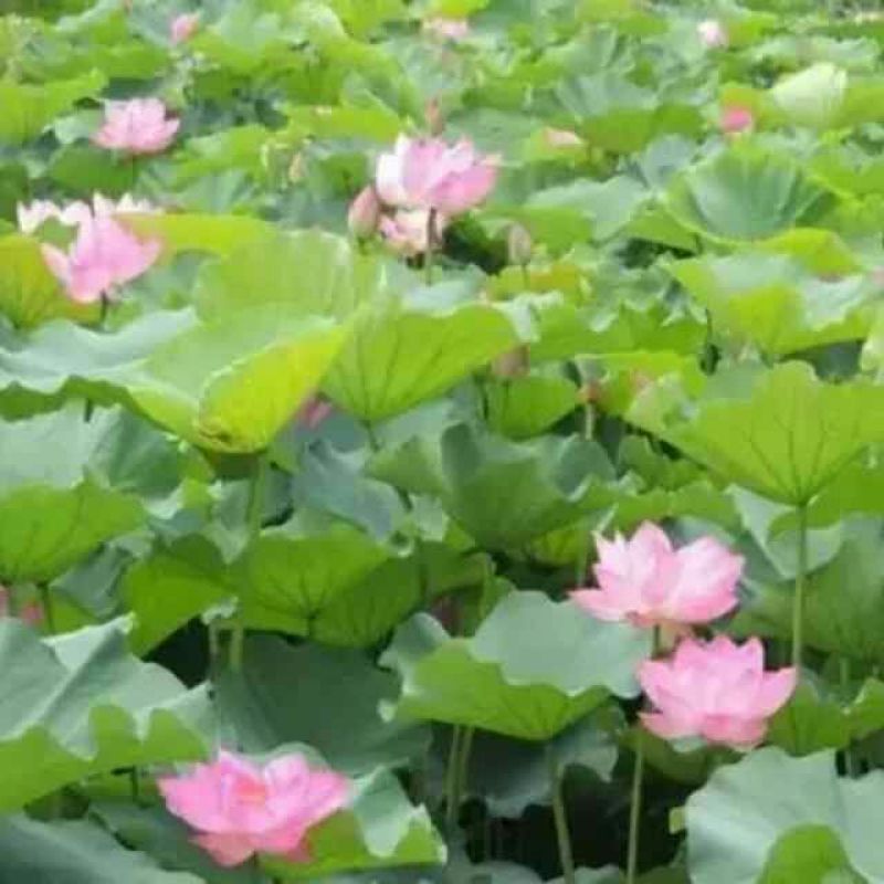 荷叶浮萍1000斤