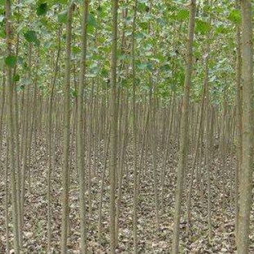 107杨树苗2公分