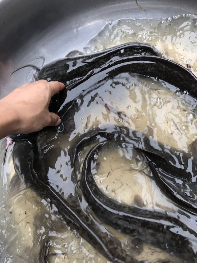 胡子鲶食用