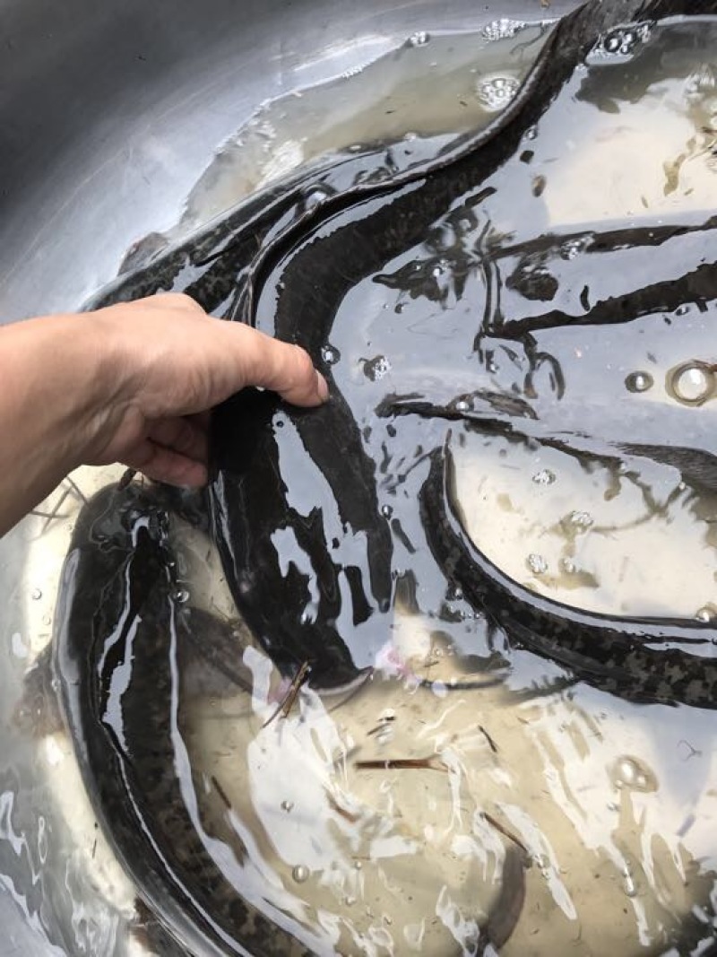 胡子鲶食用