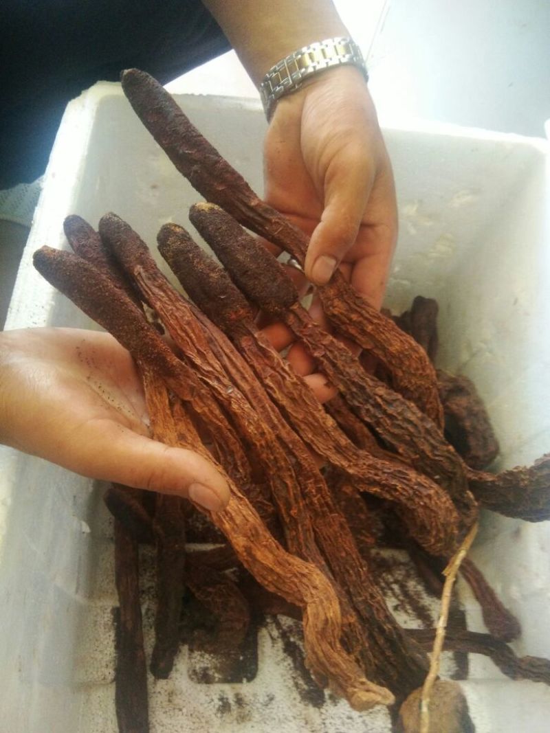 锁阳选货