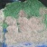 【热卖红根蒜苗】江苏红根蒜苗百亩基地长期供应各种蔬菜