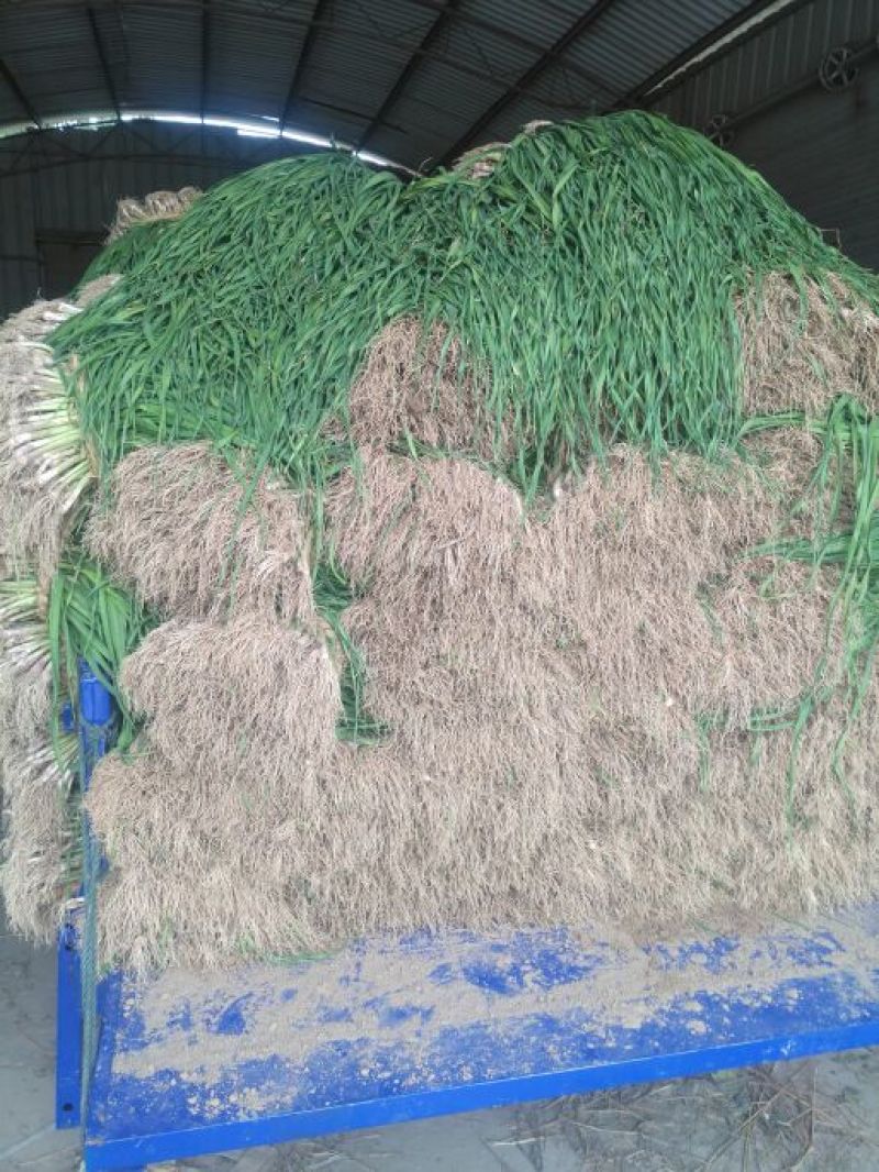 【热卖红根蒜苗】江苏红根蒜苗百亩基地长期供应各种蔬菜
