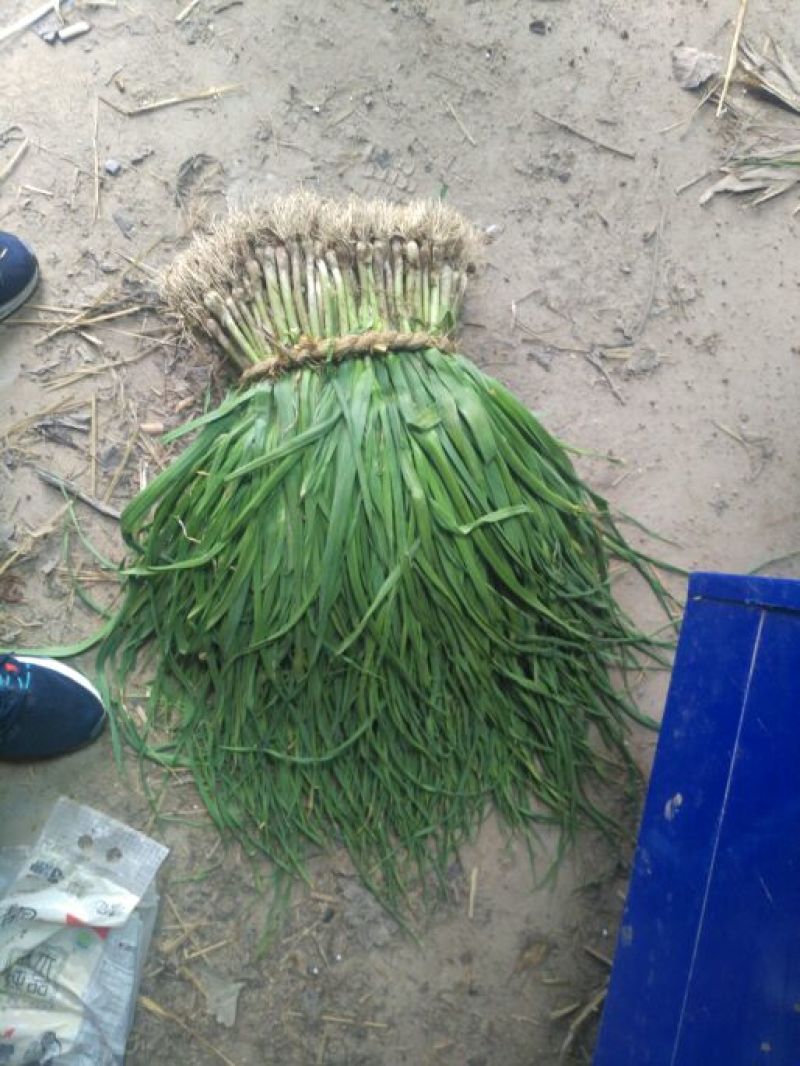 【热卖红根蒜苗】江苏红根蒜苗百亩基地长期供应各种蔬菜