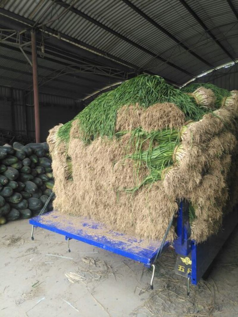 【热卖红根蒜苗】江苏红根蒜苗百亩基地长期供应各种蔬菜