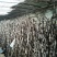 葡萄苗5年110~150cm葡萄树苗新品种葡萄苗果树