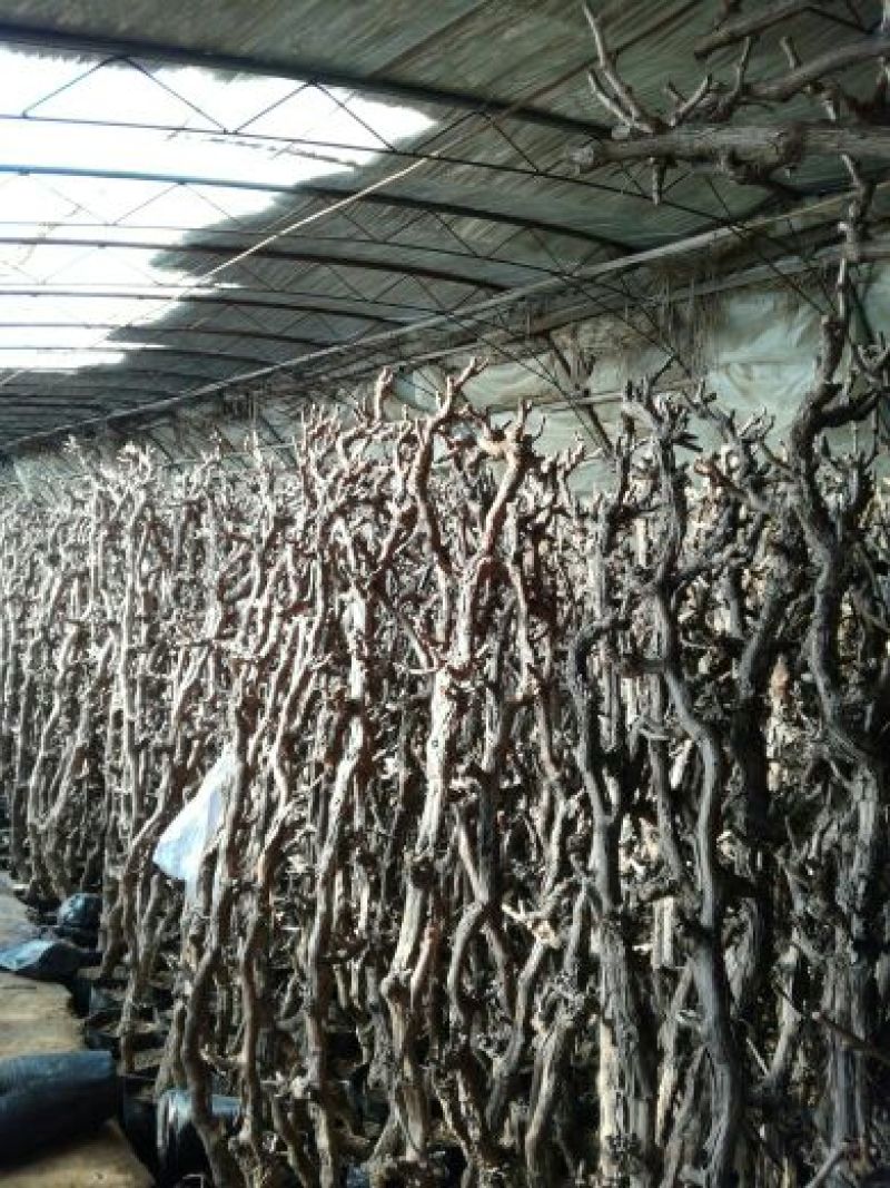 葡萄苗5年110~150cm葡萄树苗新品种葡萄苗果树