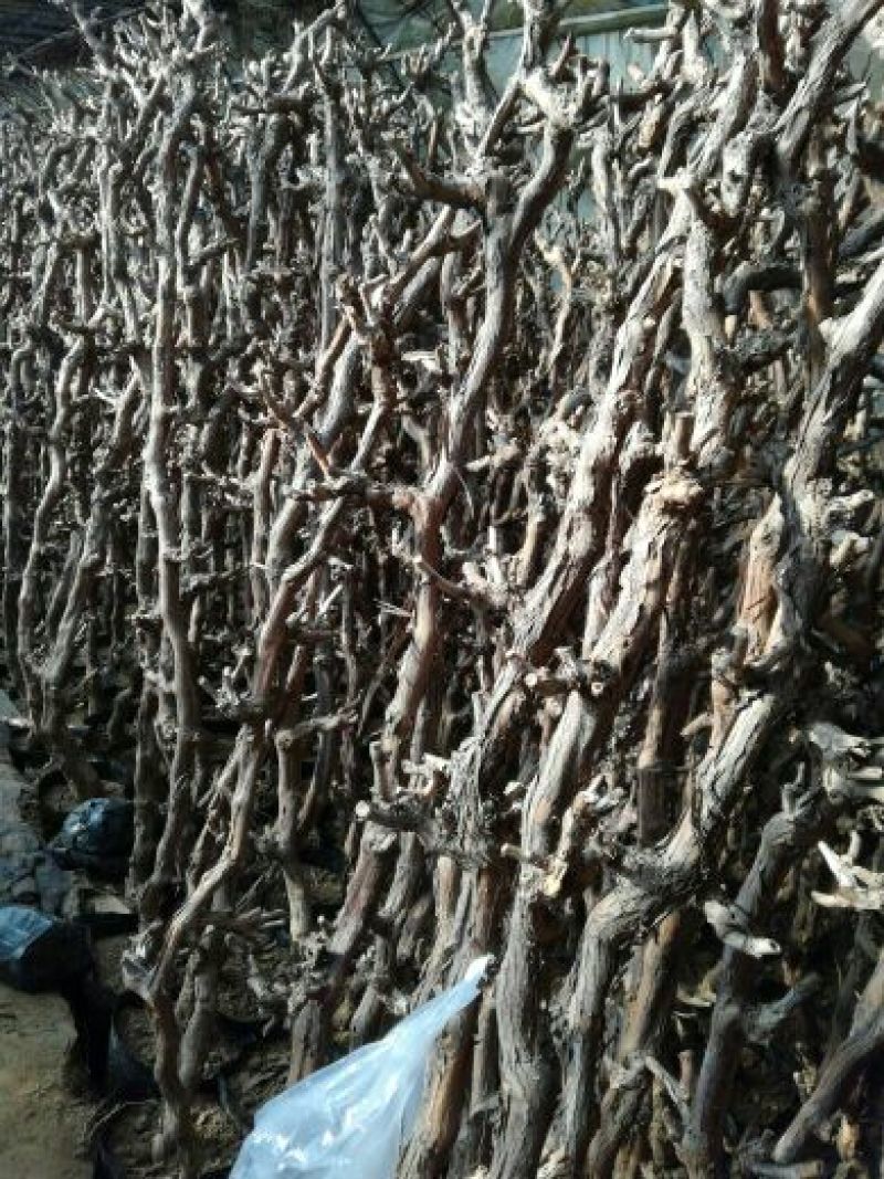 葡萄苗5年110~150cm葡萄树苗新品种葡萄苗果树