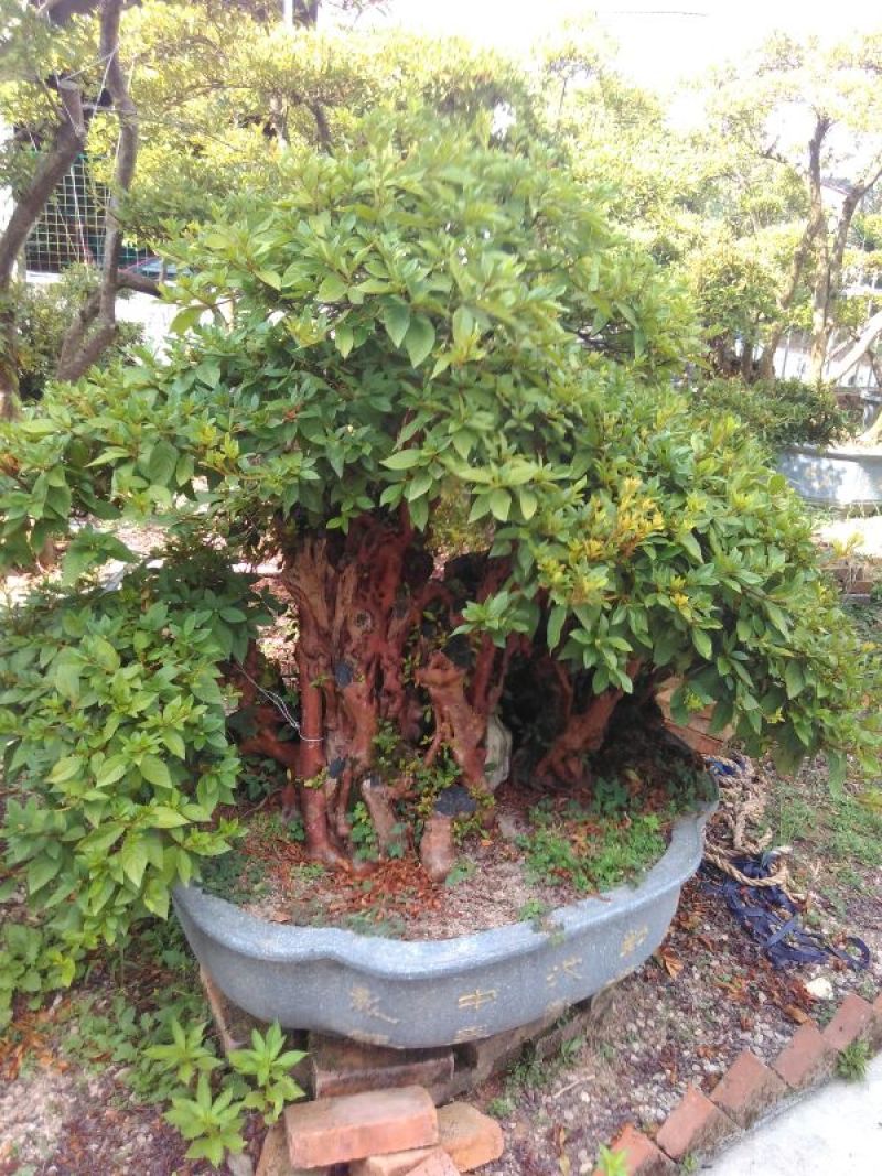 罗汉松树桩35cm以上