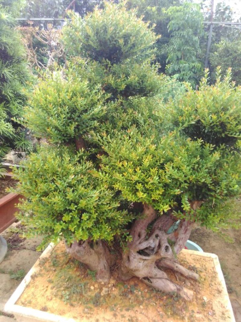 罗汉松树桩35cm以上