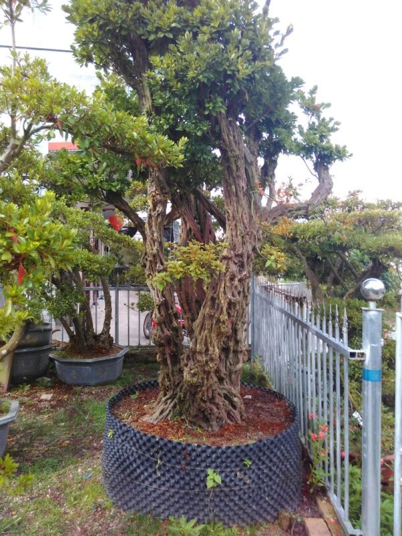罗汉松树桩35cm以上