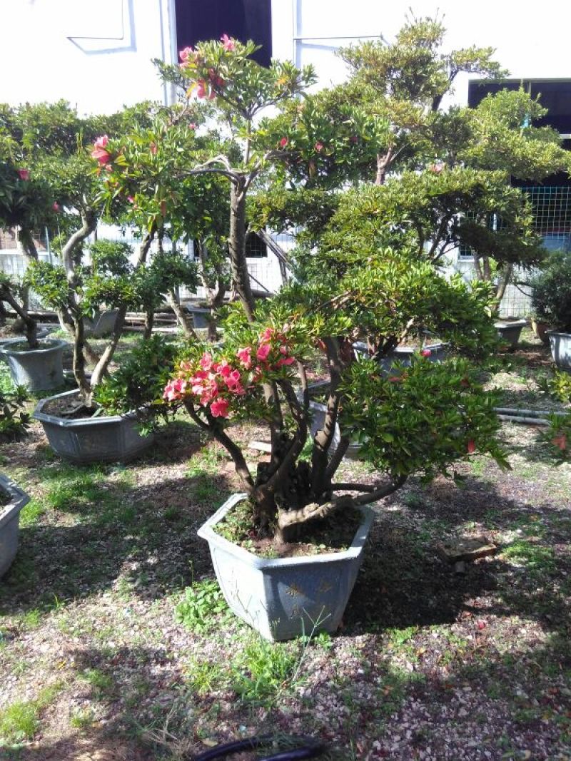 罗汉松树桩35cm以上