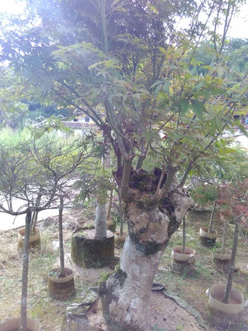 罗汉松树桩35cm以上