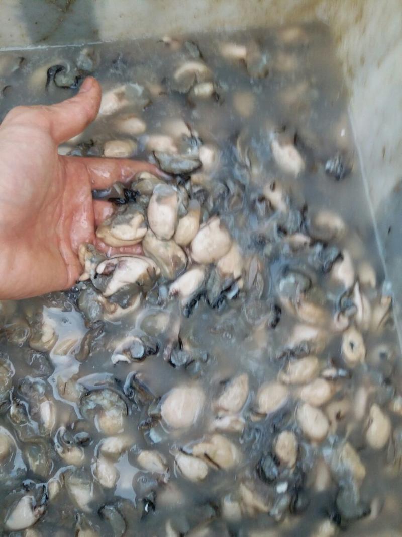新鲜生蚝肉海蛎肉牡蛎肉现开福建产地直发市场