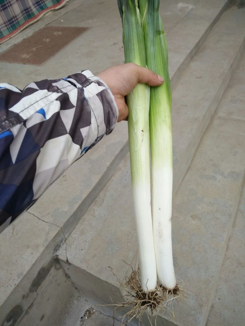 长白大葱30~40cm净葱3cm左右