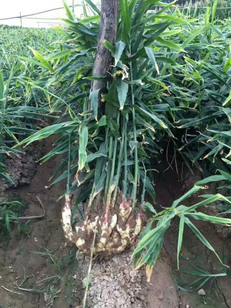 红芽姜鲜姜山东大姜缅姜面姜云南小黄姜鲜姜仔嫩姜咸菜姜洗