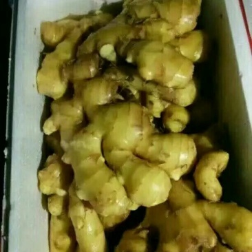 老姜4两以上带土