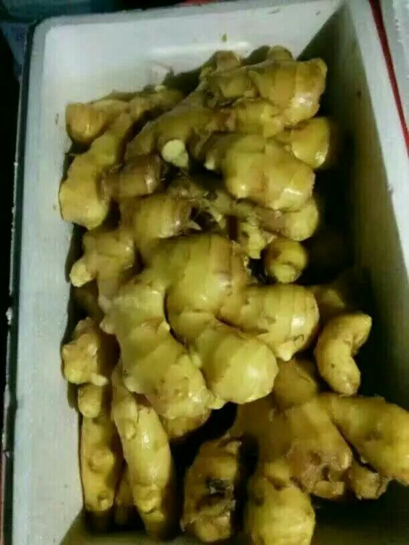 老姜4两以上带土