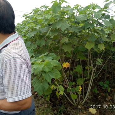 芙蓉花