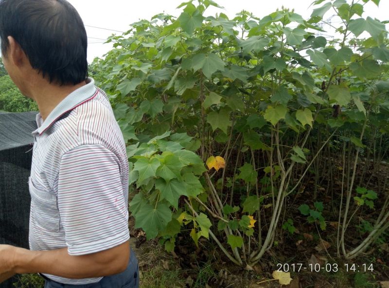 芙蓉花