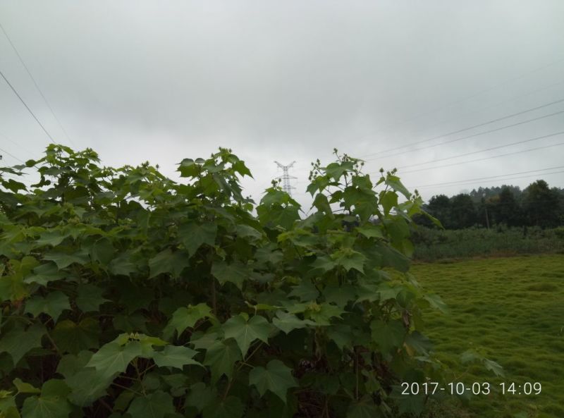 芙蓉花