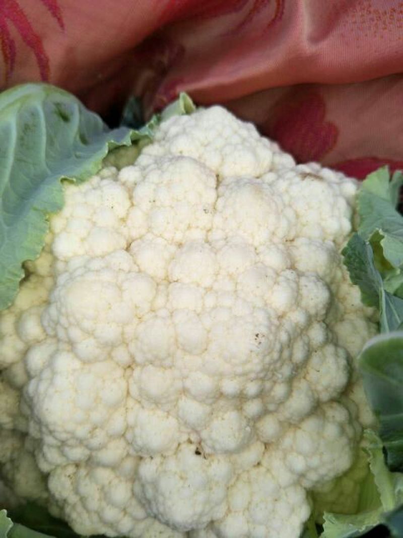 菜花量大可以全国发货放心购买质量保证