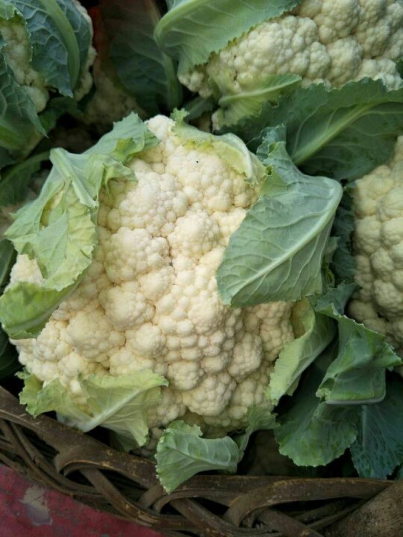 菜花量大可以全国发货放心购买质量保证