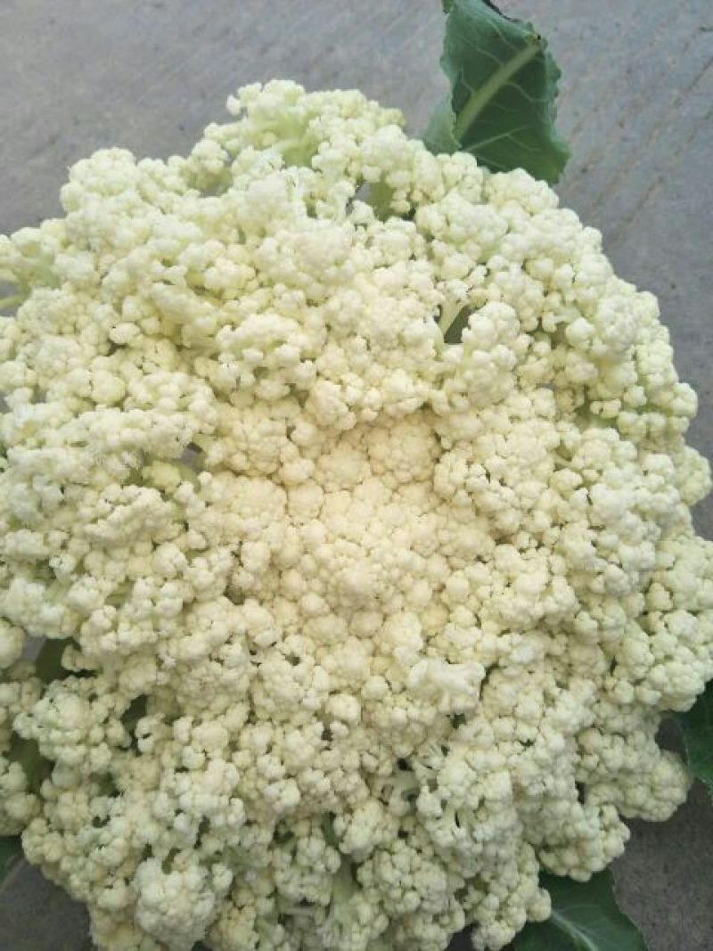 菜花量大可以全国发货放心购买质量保证