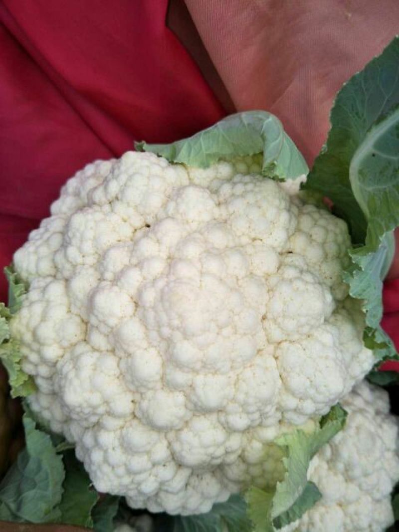 菜花量大可以全国发货放心购买质量保证
