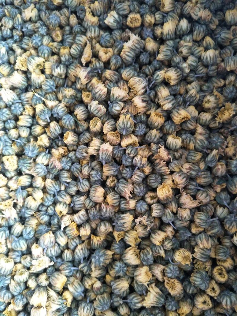 菊花茶一级