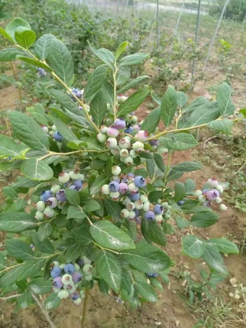 蓝莓苗一年苗二年苗三年苗保品种量大从优