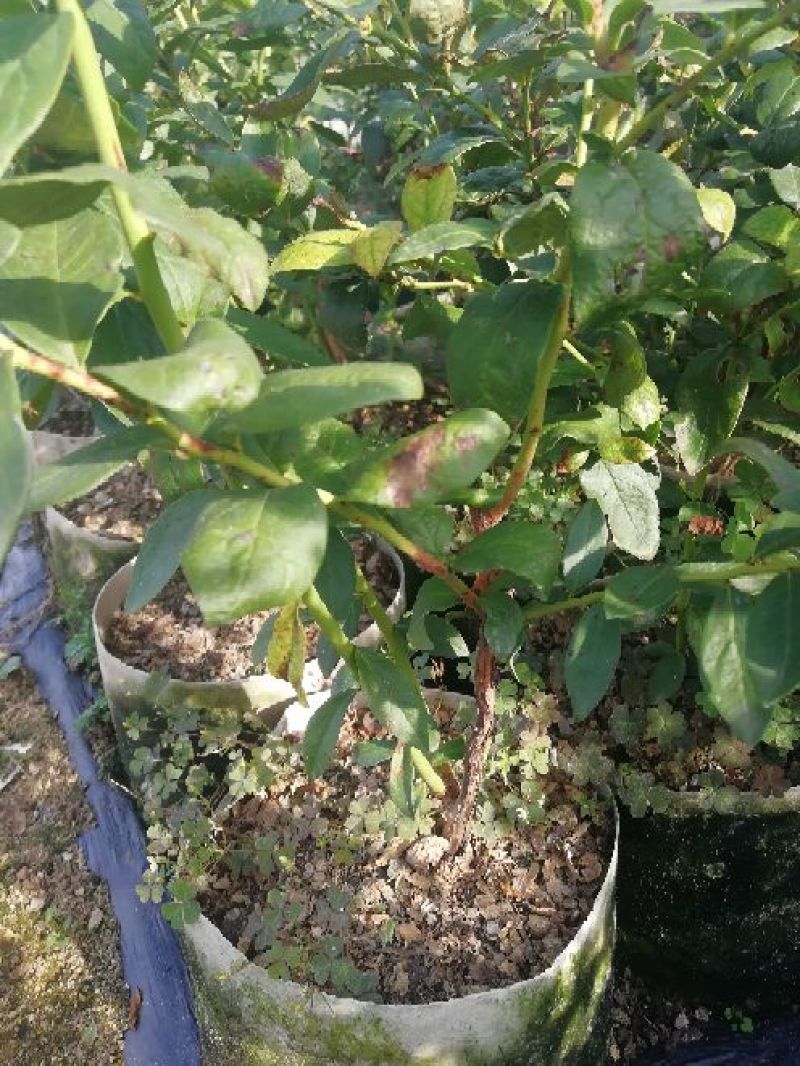 蓝莓苗一年苗二年苗三年苗保品种量大从优