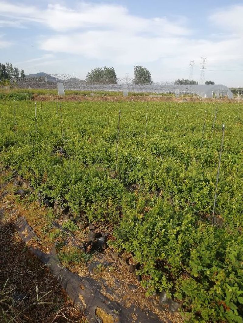 蓝莓苗一年苗二年苗三年苗保品种量大从优