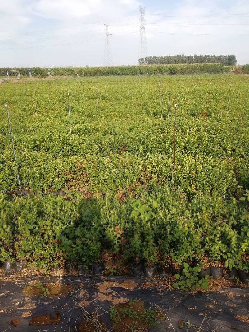 蓝莓苗一年苗二年苗三年苗保品种量大从优