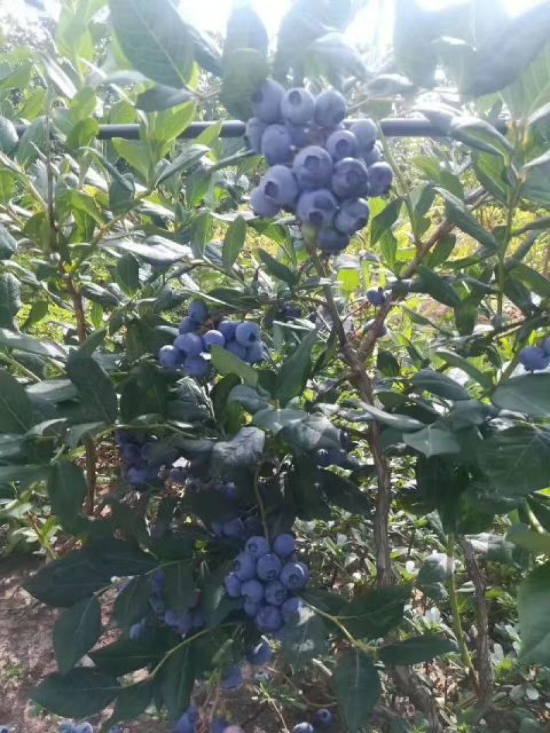 蓝莓苗一年苗二年苗三年苗保品种量大从优