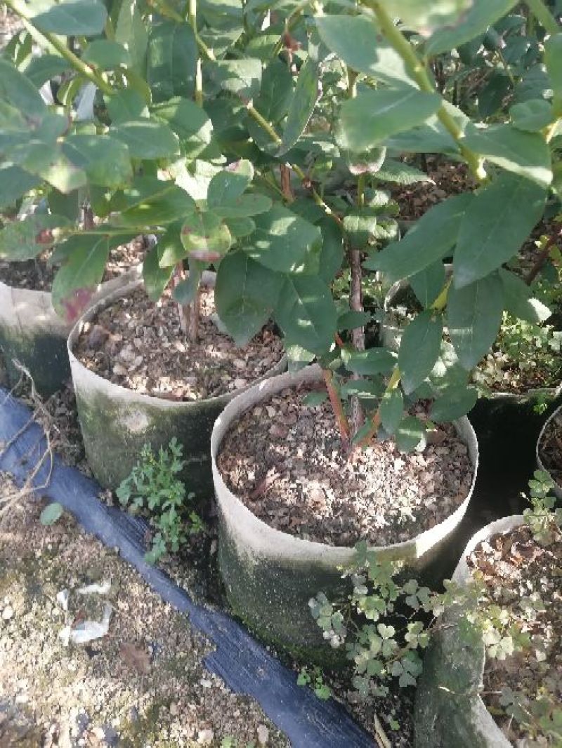 蓝莓苗一年苗二年苗三年苗保品种量大从优