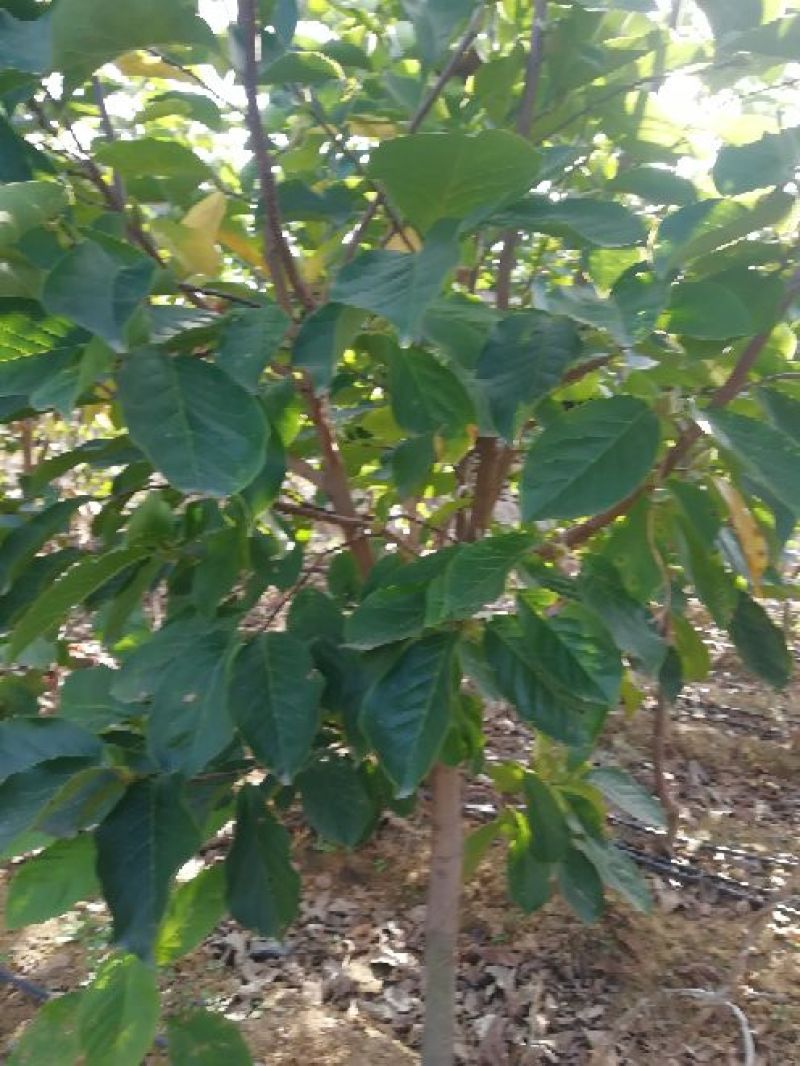 蓝莓苗一年苗二年苗三年苗保品种量大从优