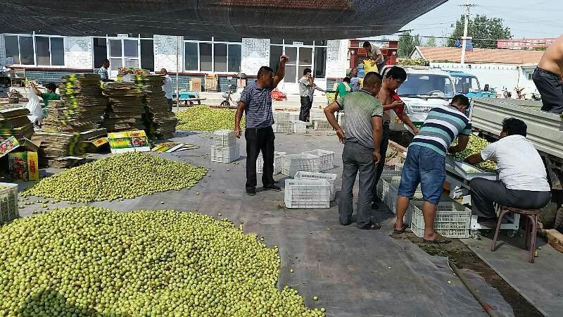 早熟鲜枣基地现摘现发平台电商对接冬枣可一件代发按要求包装