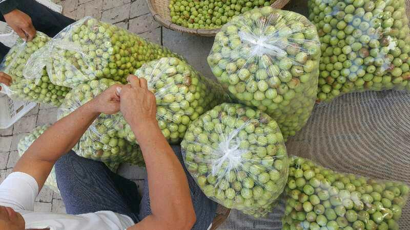 早熟鲜枣基地现摘现发平台电商对接冬枣可一件代发按要求包装