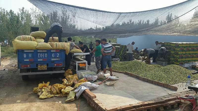 早熟鲜枣基地现摘现发平台电商对接冬枣可一件代发按要求包装