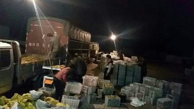 早熟鲜枣基地现摘现发平台电商对接冬枣可一件代发按要求包装