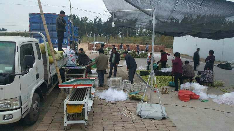 早熟鲜枣基地现摘现发平台电商对接冬枣可一件代发按要求包装
